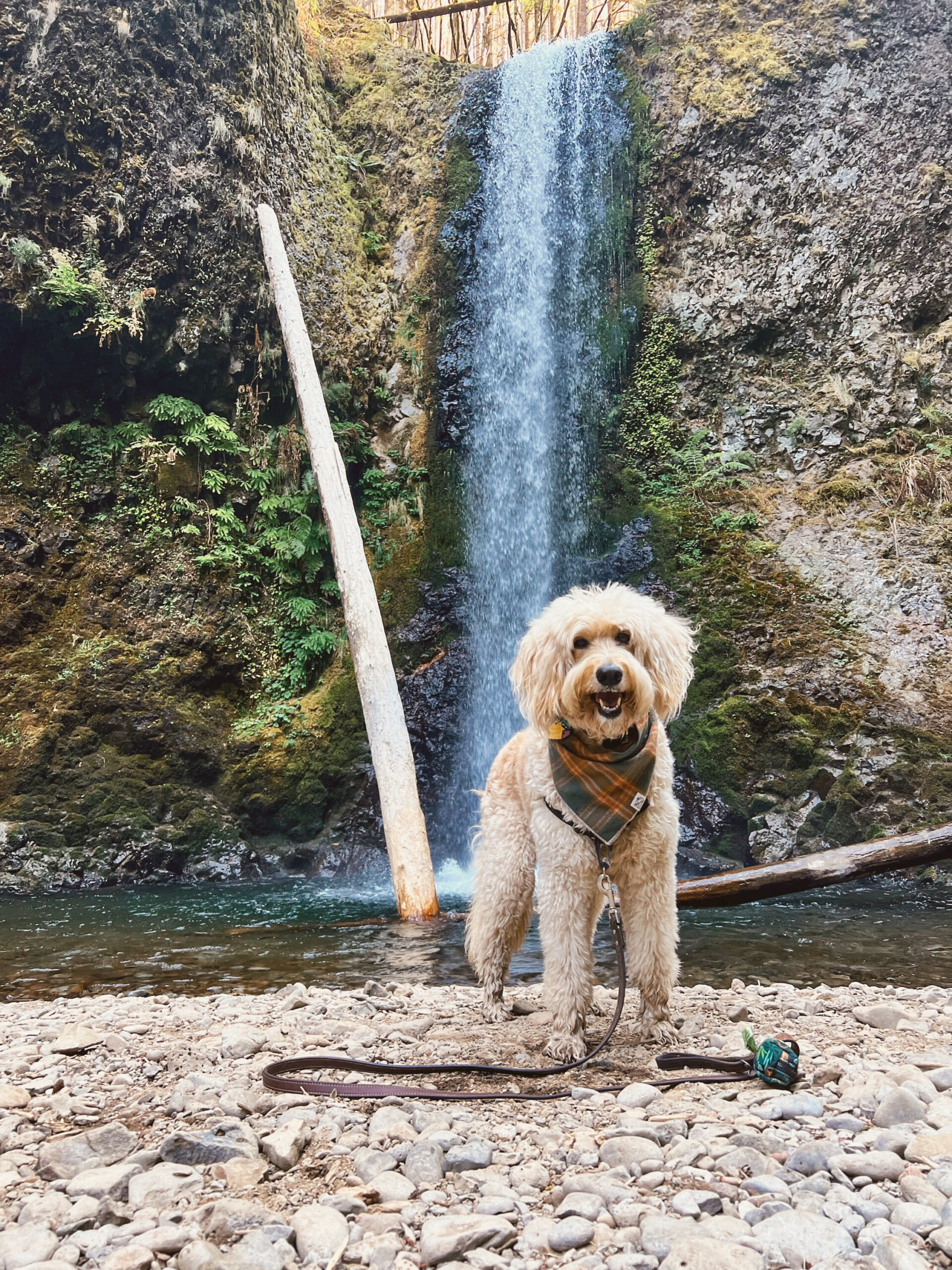 Ultimate Dog-Friendly Guide to Columbia River Gorge