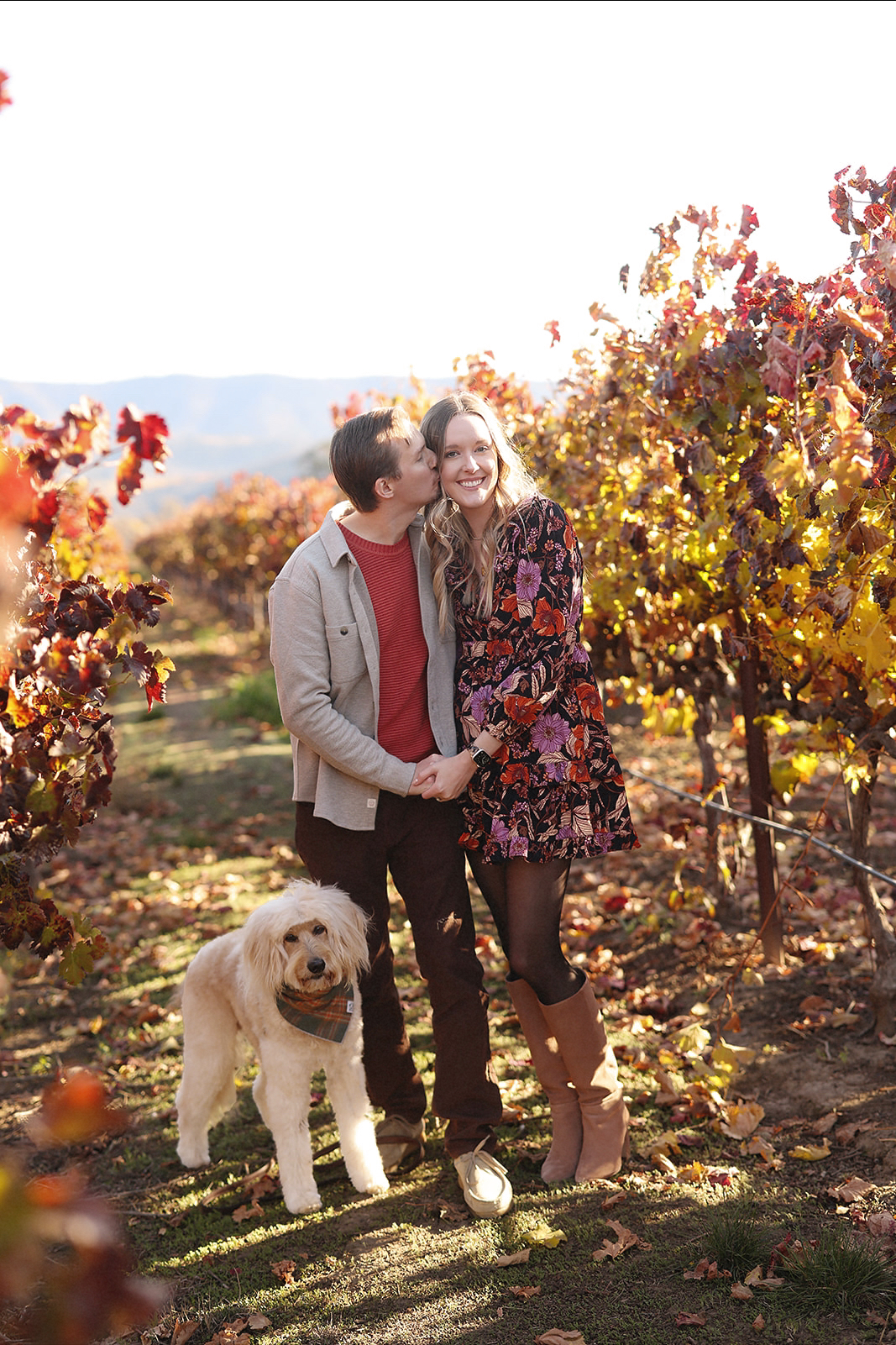 Ultimate Dog-Friendly Guide to Visiting Napa Valley